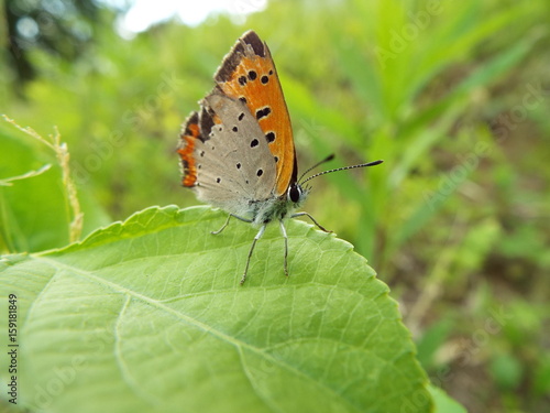 ベニシジミ orange butterfly