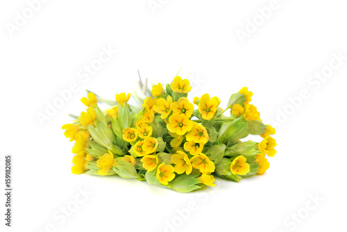 Konstfotografi Blooming Primula veris (common names: common cowslip, cowslip, petrella, herb pe