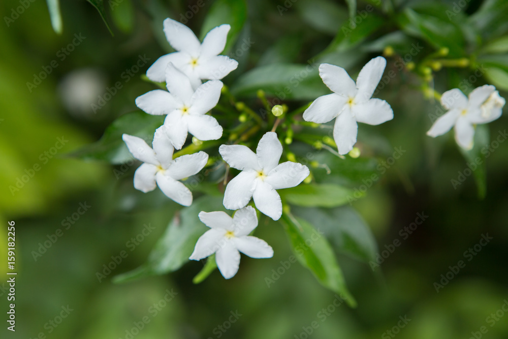 Jasmine Thailand Jasmine Thailand
