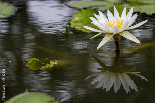 White Lotus flower or waterlily in lake  pond 