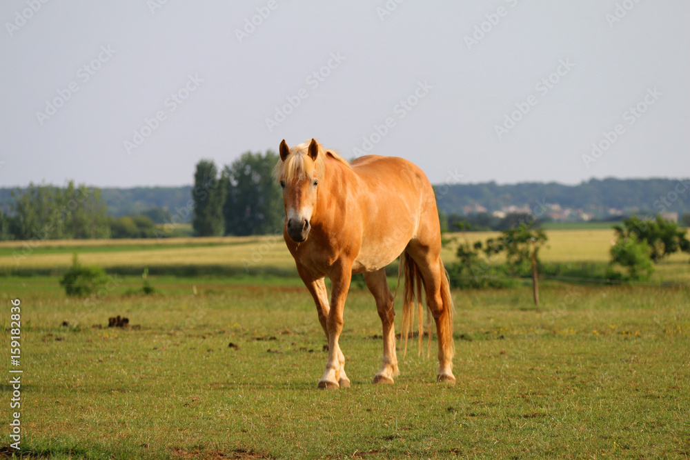 Horse eating in a green field meadow Horse eating in a green field meadow