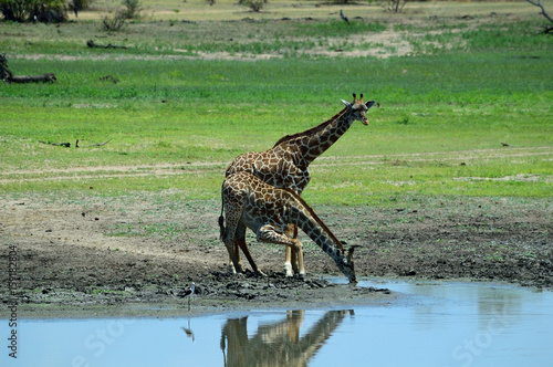 Photography Two-headed giraffe