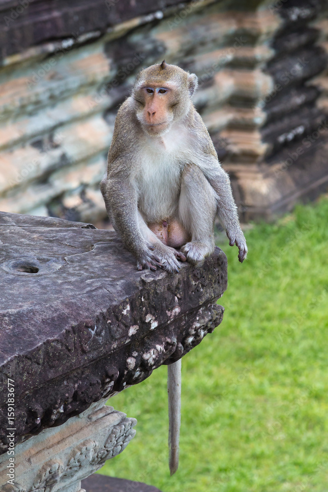 Naklejka premium Vigilant monkey at Angkor Wat, Cambodia