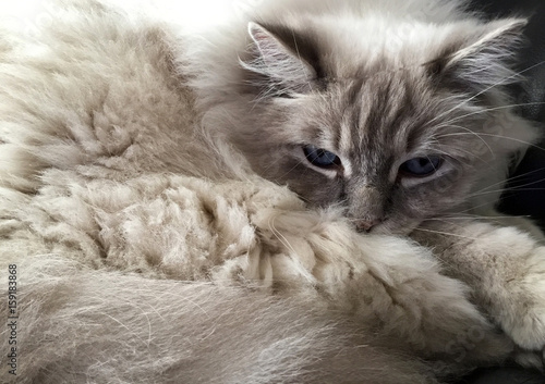 A portrait of a fluffy white Ragdoll Lilac Colorpoint cat with blue eyes.