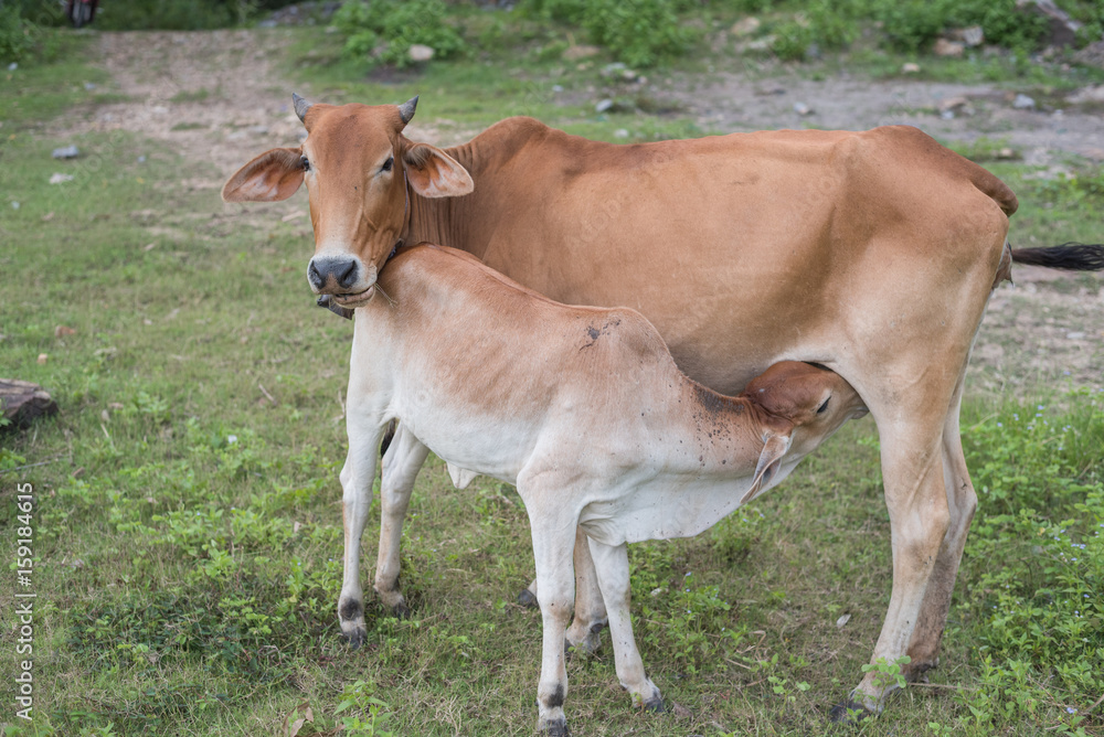 Brown cow and calf suckling in a prairie, Brown cow and calf suckling in a prairie,
