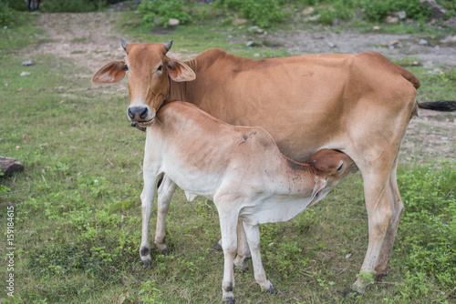 Brown cow and calf suckling in a prairie  
