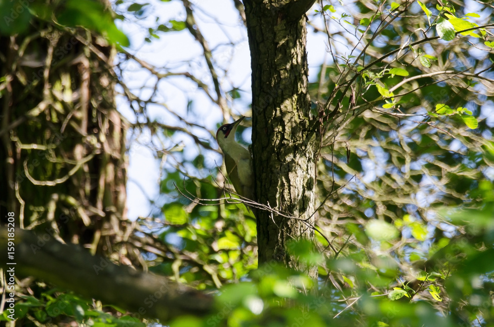 Obraz premium Grünspecht (Picus viridis)