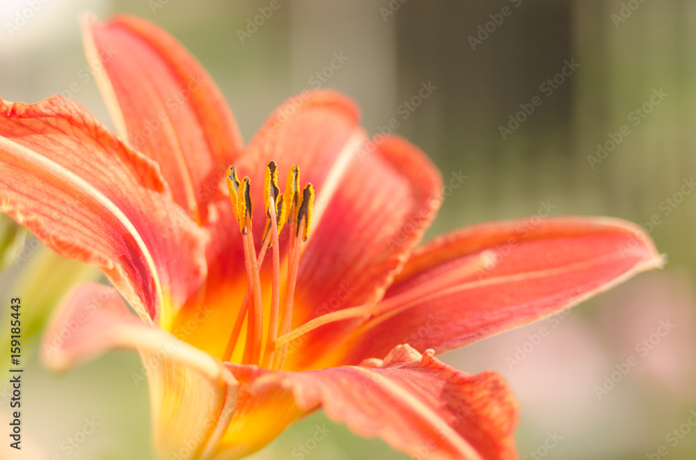 A beautiful flower in the garden in summer which opens up freshly