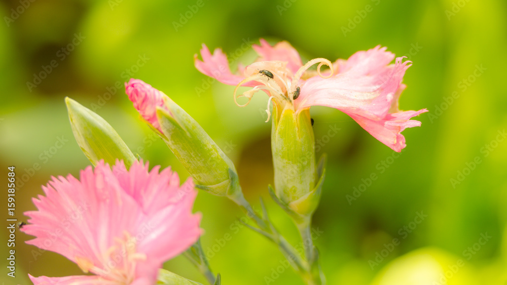 Pink flowers in the garden are blossoming and beautiful