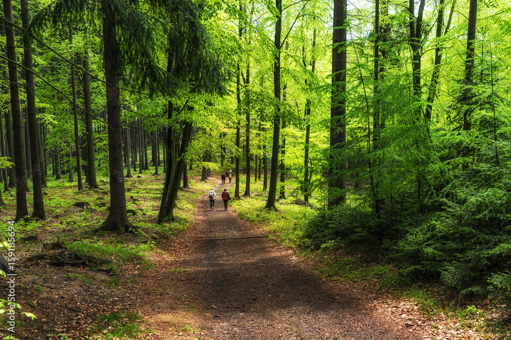 Fototapeta premium Wandern im Elbsandsteingebirge