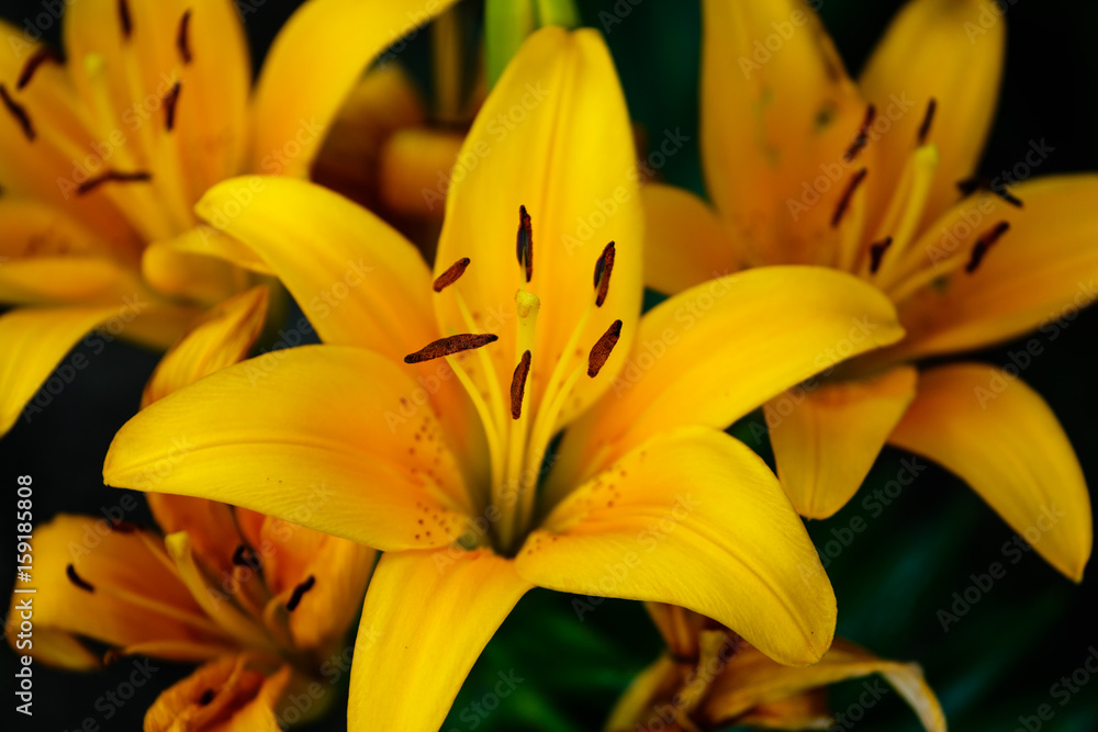 close up of a Tiny Bee yellow lily close up of a Tiny Bee yellow lily