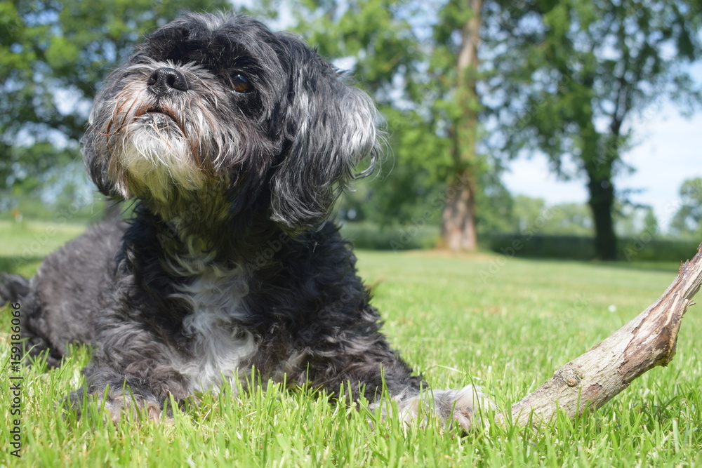 Fototapeta premium hund