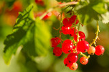 Ripe the currants in the garden in summer and fresh and healthy fruits are good for jam and cookies