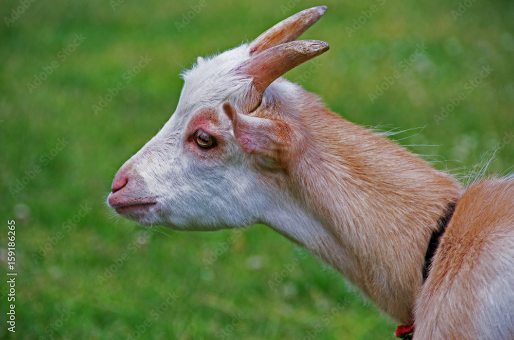 Fototapeta premium 迷える子ヤギ 白