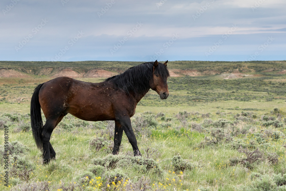 Fototapeta premium Hickory
