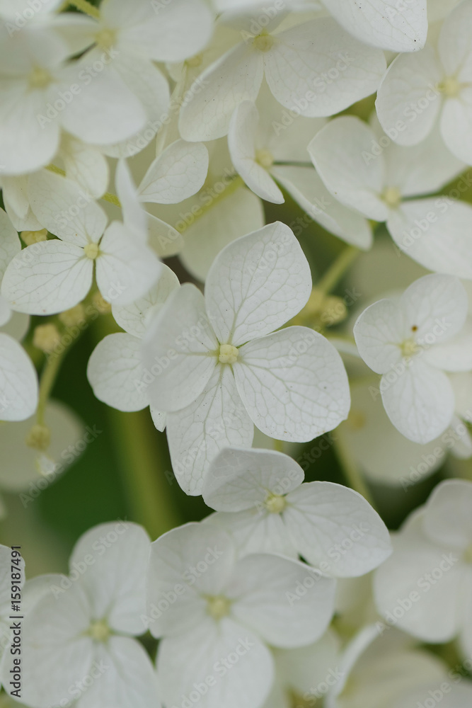 Macro texture of white colored Hydrangea flowers in vertical frame Macro texture of white colored Hydrangea flowers in vertical frame