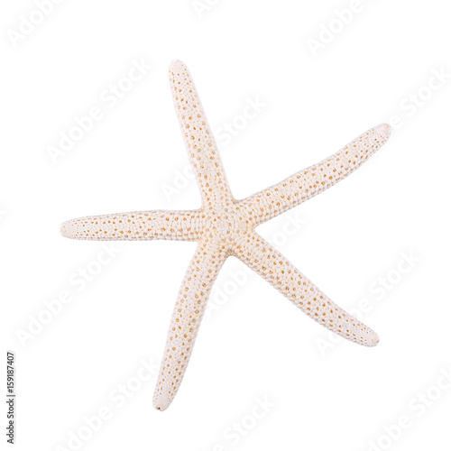 Sea starfish on a white background