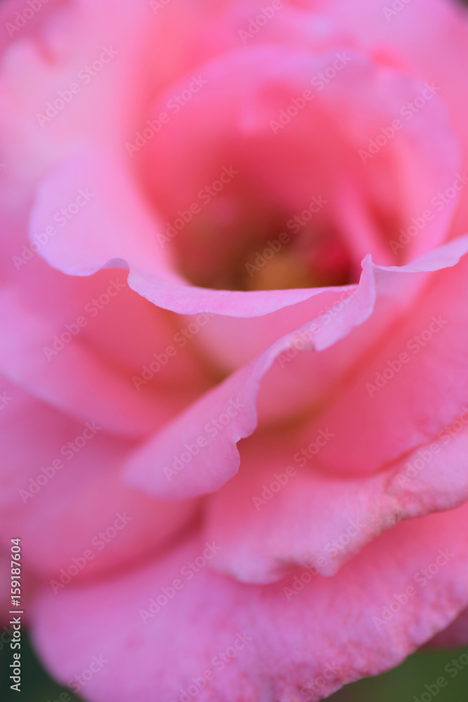Macro details of vibrant pink rose in vertical frame