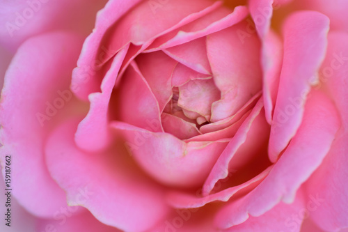 Macro details of vibrant pink colored rose petals in horizontal frame