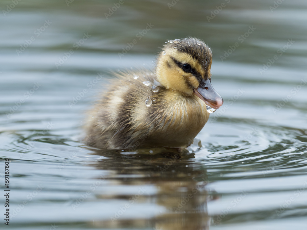 愛らしいカルガモの赤ちゃん 愛らしいカルガモの赤ちゃん