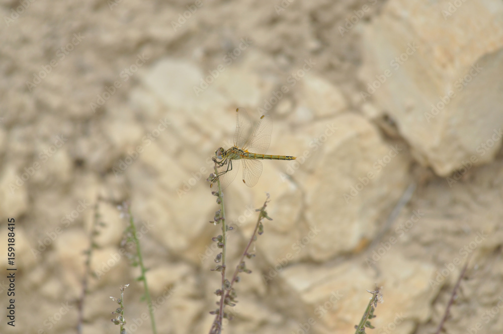Libelle Libelle