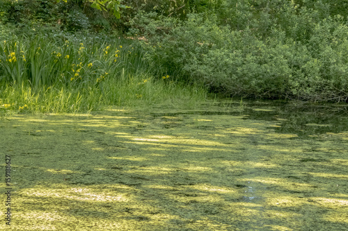 Fototapeta Naklejka Na Ścianę i Meble -  Iris at the pond