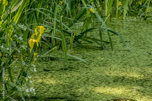 Fototapeta Naklejka Na Ścianę i Meble -  Iris at the pond