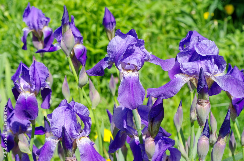Purple bearded irises (lat. Iris barbatus) closeup Purple bearded irises (lat. Iris barbatus) closeup