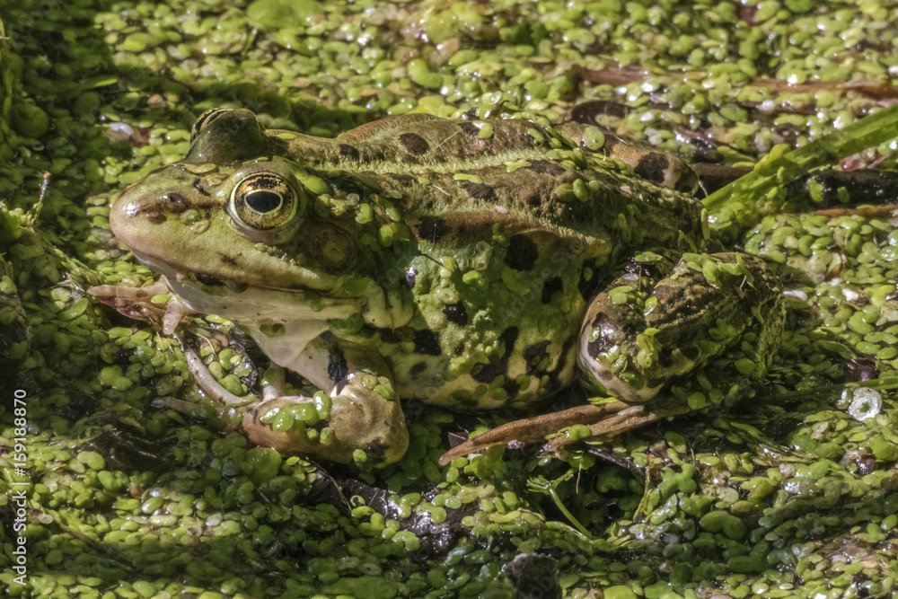 Fototapeta premium Pelophylax esculentus