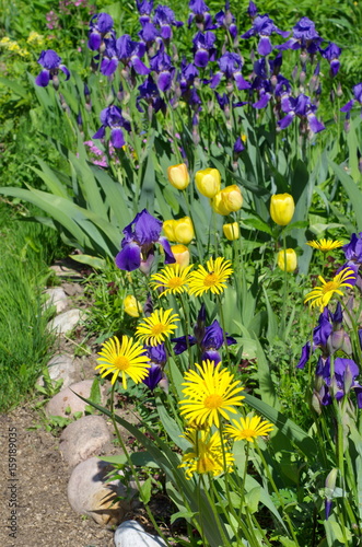 Fototapeta Naklejka Na Ścianę i Meble -  Blooming horseradish (lat. Armoracia rusticana)