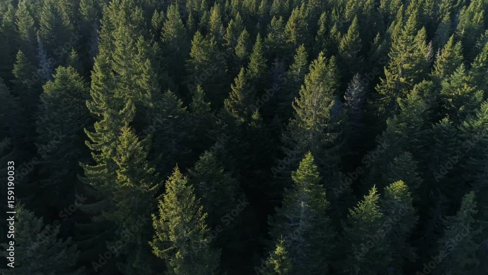 Aerial view of spruce forest in Montenegro
