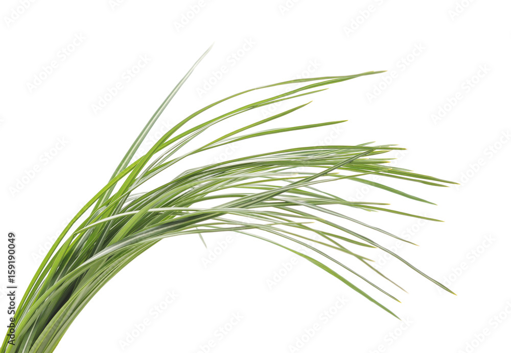 Bunch of green grass. Bunch of green grass.