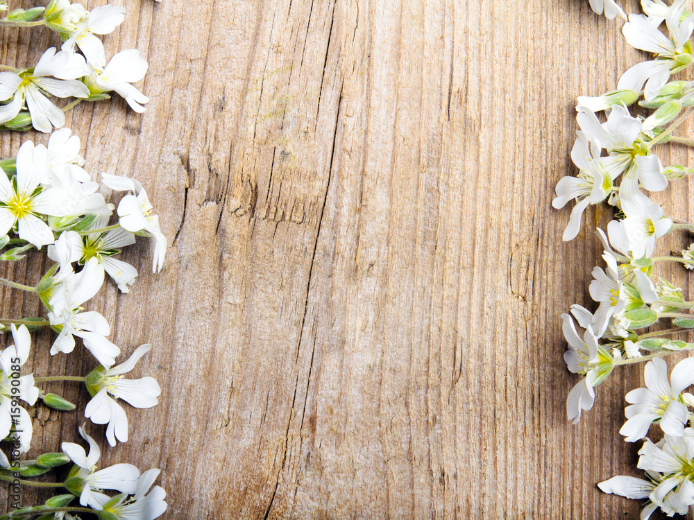 white flowers frame on brown wooden background, copy space white flowers frame on brown wooden background, copy space