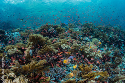Beautiful Coral Reef in Indonesia