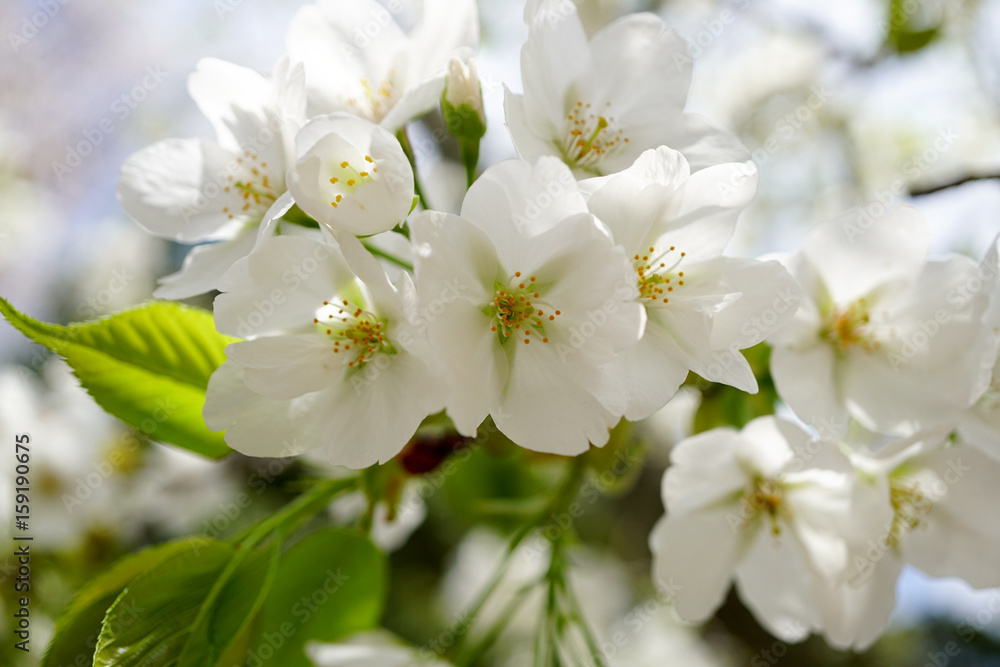 Fototapeta premium 桜