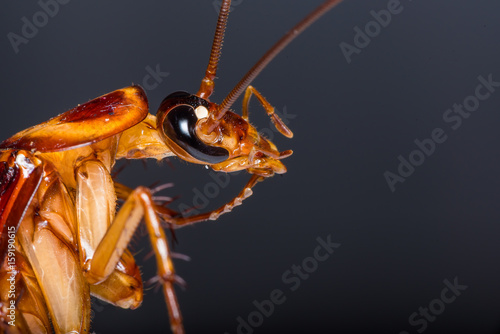 The close up photo of cockroach head.