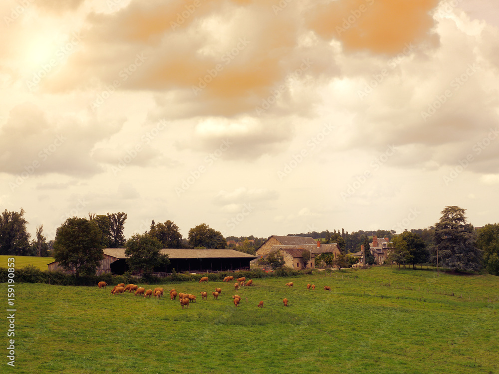 Obraz premium Cows graze on a meadow at sunset France. Landscape suburbs of French villages