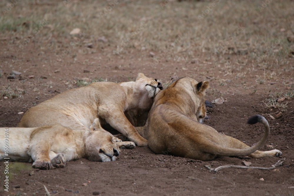 Lions Lions
