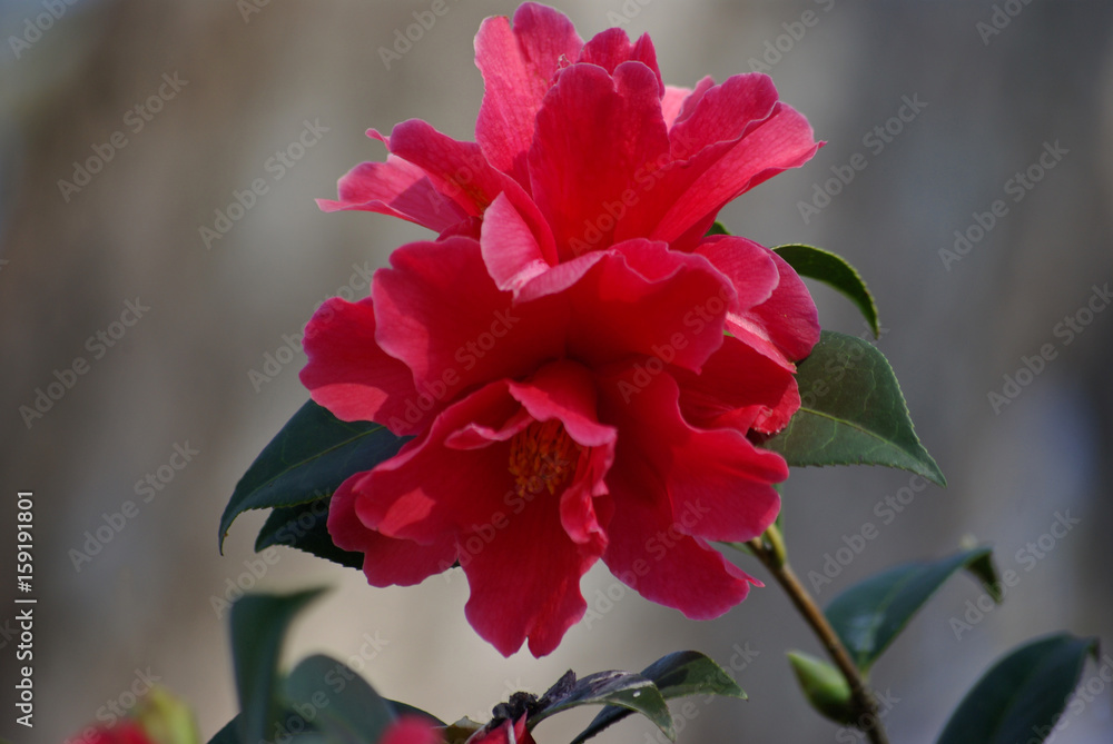 Fototapeta premium Camélia rouge au printemps au jardin