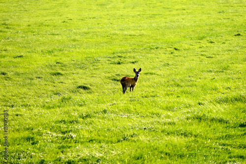 wild deer in mowed meadow photo