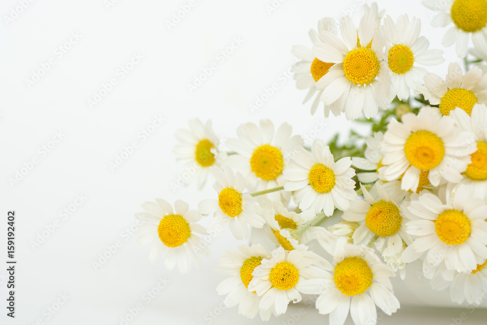 Obraz premium Chamomile or camomile flowers on white background. 