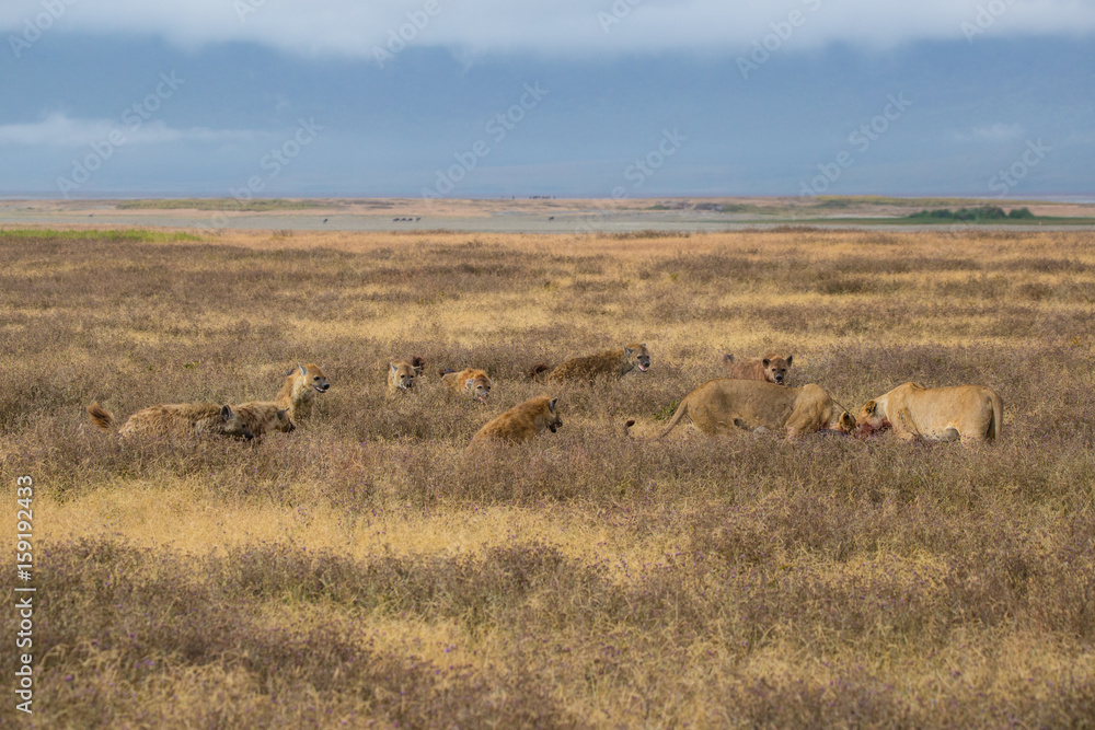 Lions fighting hyenas Lions fighting hyenas
