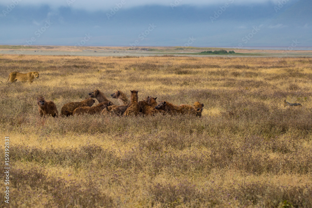 Naklejka premium Hyenas eating