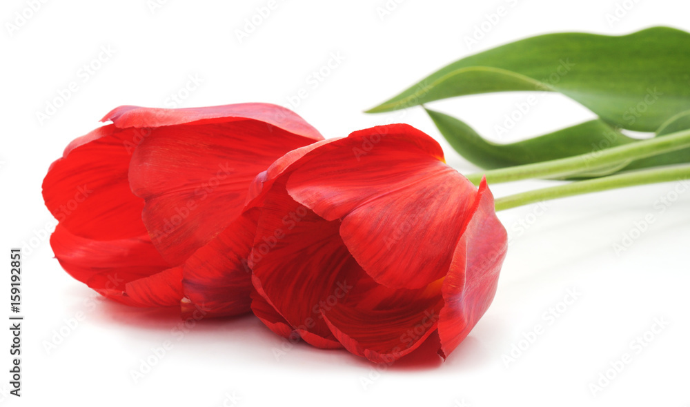 Two red tulips. Two red tulips.
