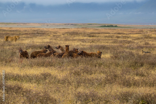 Fototapeta Naklejka Na Ścianę i Meble -  Hyenas eating
