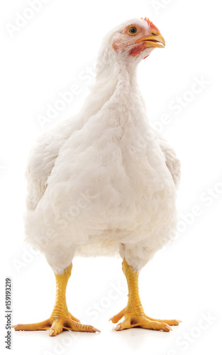 White hen.