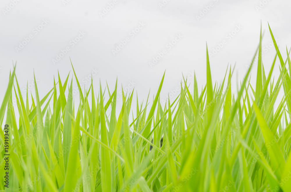 Fototapeta premium Green grass and sky