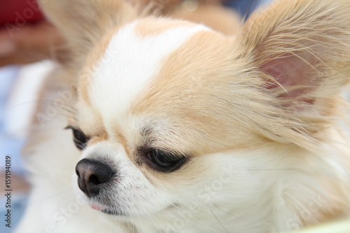 White and brown female Chihuahua dog.