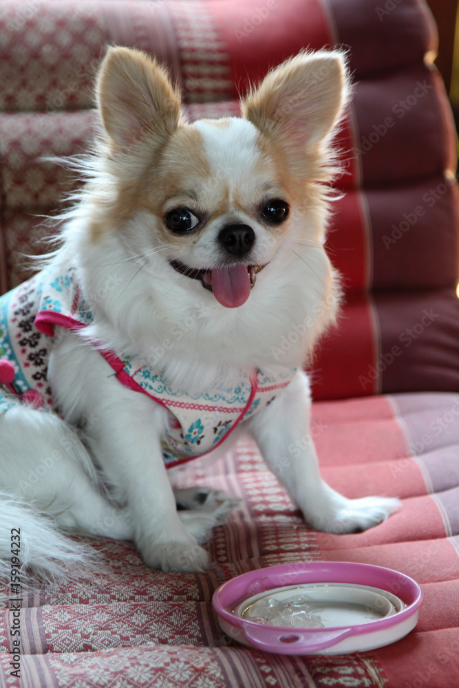 Female chihuahua hotsell