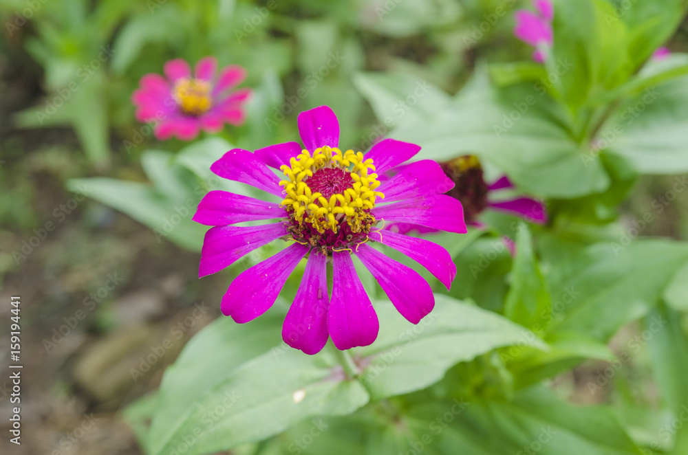 Stunning colourfull butterfly on flower Stunning colourfull butterfly on flower